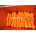 Nueva cosecha de zanahoria fresca y saludable en venta